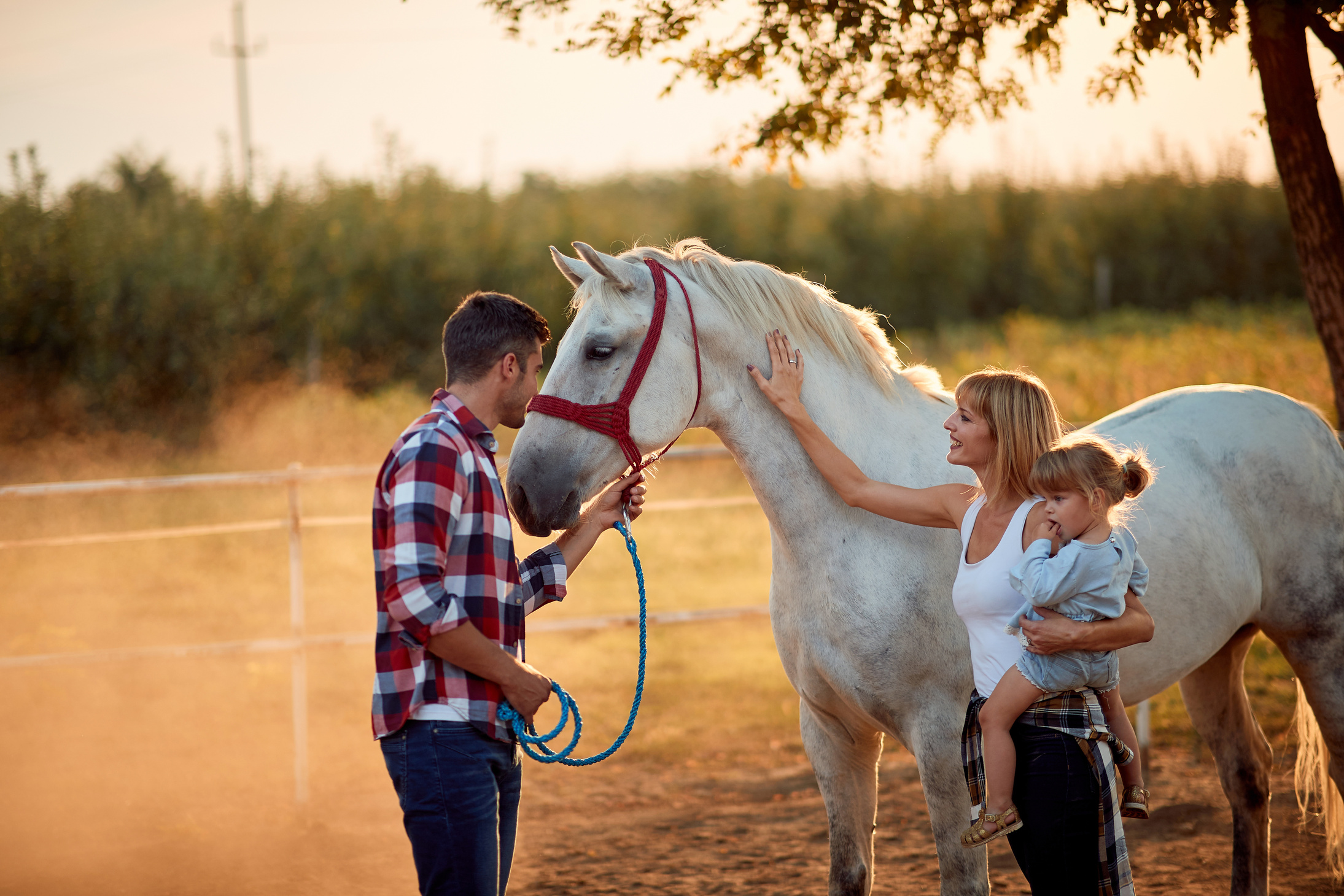 Family petting horses.People have a fun with a horse.